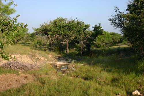 Rocky hillside with scattered trees